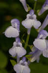 Showy skullcap